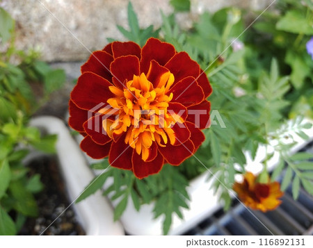 萬壽菊紅 116892131