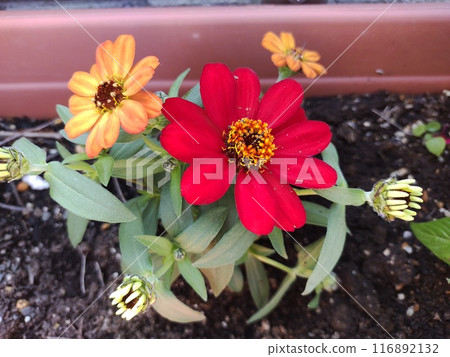 百日草 1 116892132