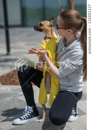A young Caucasian woman in a jacket walks with a small dog in overalls. Russian toy terrier stands on its hind legs. Vertical photo.  116892327