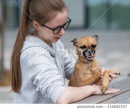 A small dog grins and shows aggression towards its owner during a walk. A small dog grins and shows aggression towards its owner during a walk. 116892337