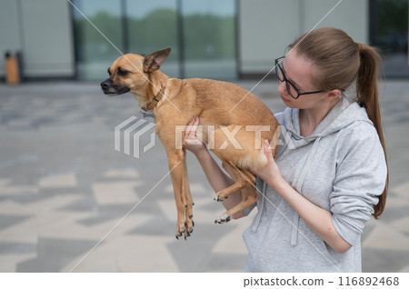 Young Caucasian woman holding a small dog in her hands.  116892468