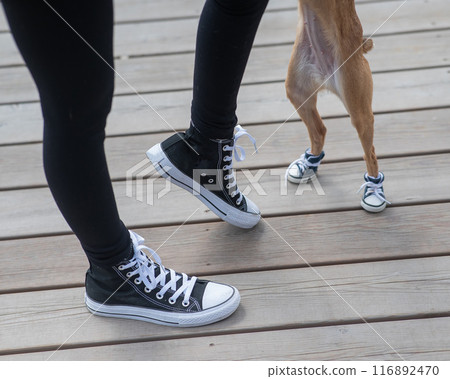 Faceless woman and cute little dog walking in matching sneakers. Faceless woman and cute little dog walking in matching sneakers. 116892470