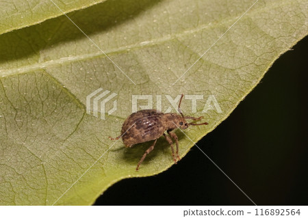 Living creatures, insects, the little gourd weevil, its body length is about 3.5 mm. Its round, chunky abdomen is also thick. Living creatures, insects, the little gourd weevil, its body length is about 3.5 mm. Its round, chunky abdomen is also thick. 116892564