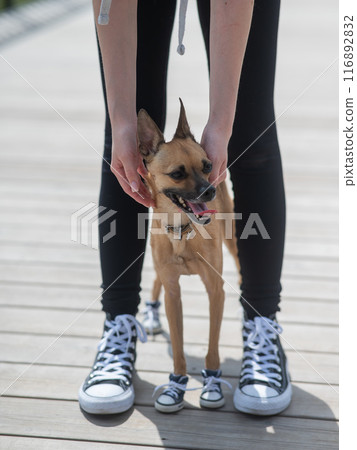 Faceless woman and cute little dog walking in matching sneakers. Vertical photo.  116892832