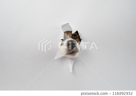 The nose of a Jack Russell Terrier dog sticks out of light gray cardboard. Copy space.  116892932