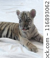 Cute baby tiger 116893062