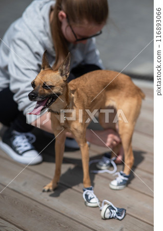 Young Caucasian woman puts her Russian Toy Terrier dog in sneakers. Vertical photo. Young Caucasian woman puts her Russian Toy Terrier dog in sneakers. Vertical photo. 116893066