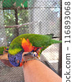 Parakeet on hand 116893068