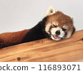 cute red panda 116893071