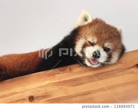 cute red panda 116893071