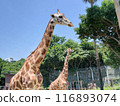 good friend giraffe 116893074