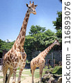 good friend giraffe 116893076