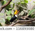 Toucan eating rice 116893080