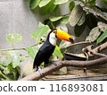 Toco toucan resting on a tree 116893081