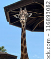 Giraffe looking at me 116893082