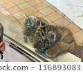 Cute tiger baby 116893083