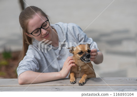 Caucasian woman walking with aggressive Russian Toy Terrier dog. Caucasian woman walking with aggressive Russian Toy Terrier dog. 116893104