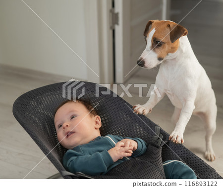 A dog rocks a cute three month old boy dressed in a blue onesie in a baby bouncer.  116893122