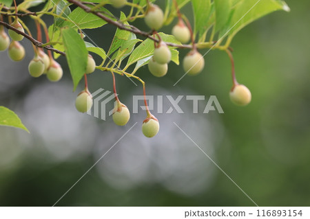 蛋堅果 蛋堅果 116893154