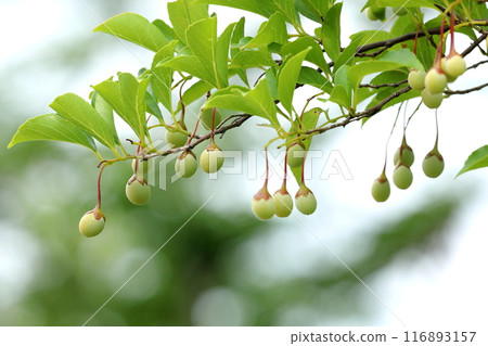 Egg nuts 116893157