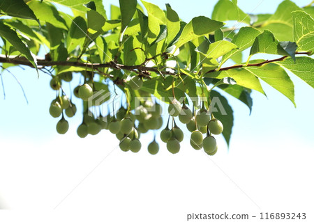 Egg nuts Egg nuts 116893243