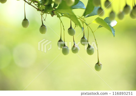 Egg nuts 116893251