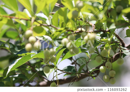 Egg nuts Egg nuts 116893262