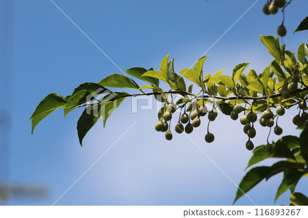 Egg nuts 116893267