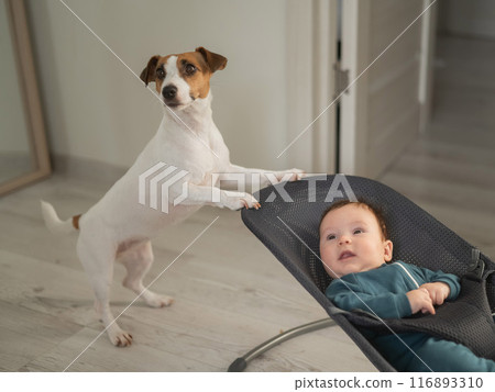 A dog rocks a cute three month old boy dressed in a blue onesie in a baby bouncer. A dog rocks a cute three month old boy dressed in a blue onesie in a baby bouncer. 116893310
