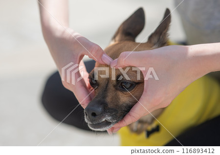 The owner holds her hands in the shape of a heart on the muzzle of the dog Russian Toy Terrier.  116893412