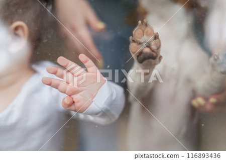Close-up of baby boy's palm and paw of Jack Russell Terrier dog on patio window.  116893436