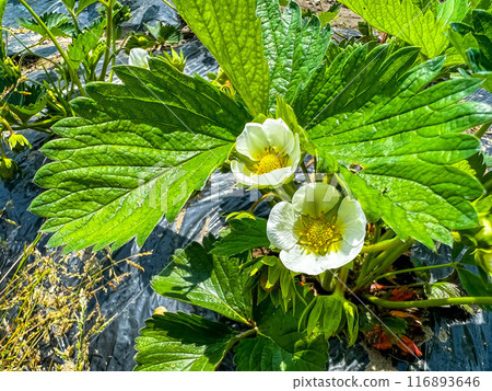 White strawberry flower 116893646