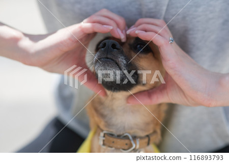 The owner holds her hands in the shape of a heart on the muzzle of the dog Russian Toy Terrier.  116893793