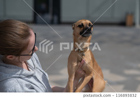 Young Caucasian woman holding a small dog in her hands. Young Caucasian woman holding a small dog in her hands. 116893832