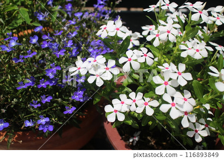 A pot of Madagascar periwinkle and Azzurro compact A pot of Madagascar periwinkle and Azzurro compact 116893849