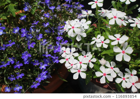 A pot of Madagascar periwinkle and Azzurro compact A pot of Madagascar periwinkle and Azzurro compact 116893854