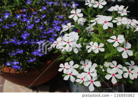 A pot of Madagascar periwinkle and Azzurro compact A pot of Madagascar periwinkle and Azzurro compact 116893862
