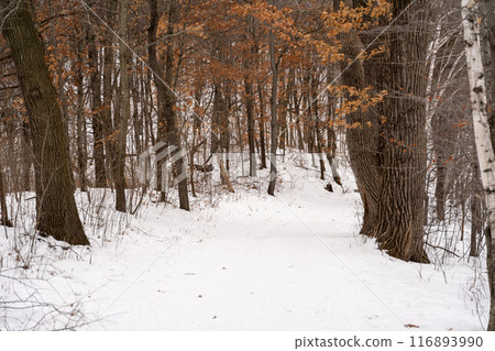 A frozen view of snow and trees at a local Minnesota park in winter. 116893990