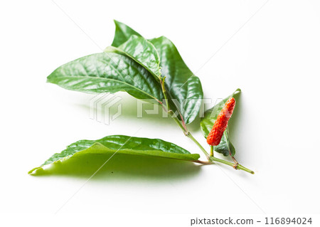 Hihatsu fruits and leaves Hihatsu fruits and leaves 116894024