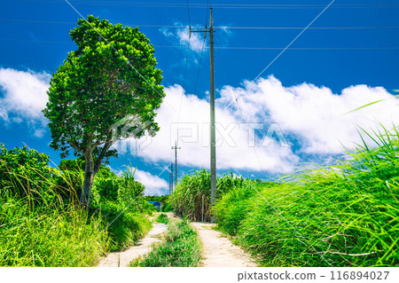 A straight road in Okinawa under the blue sky 116894027