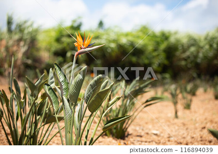 Strelitzia (bird of paradise flower) Strelitzia (bird of paradise flower) 116894039