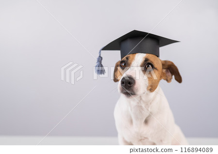Cute dog jack russell terrier in an academic cap on a white background. Copy space. Cute dog jack russell terrier in an academic cap on a white background. Copy space. 116894089