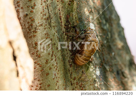 Cicada shell 116894220
