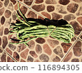 Long beans sell at morning wet market. fresh long beans are ready to cook 116894305