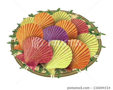 Scallops (with colander and cypress leaves) 116894314