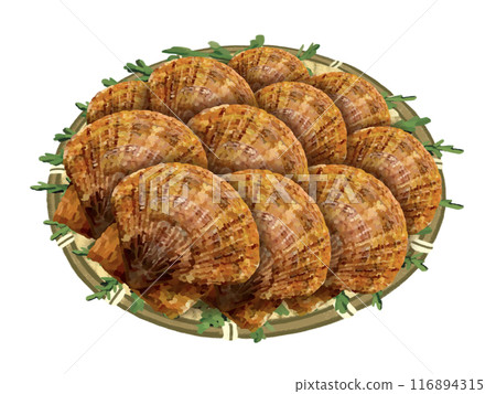 Scallops (with colander and cypress leaves) 116894315