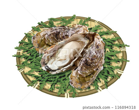 Oysters (with shells), colander, cypress leaves 116894318
