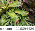 bromeliad flower in the garden 116894429