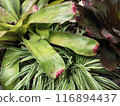 bromeliad flower in the garden 116894437