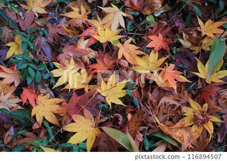 枯葉 116894507